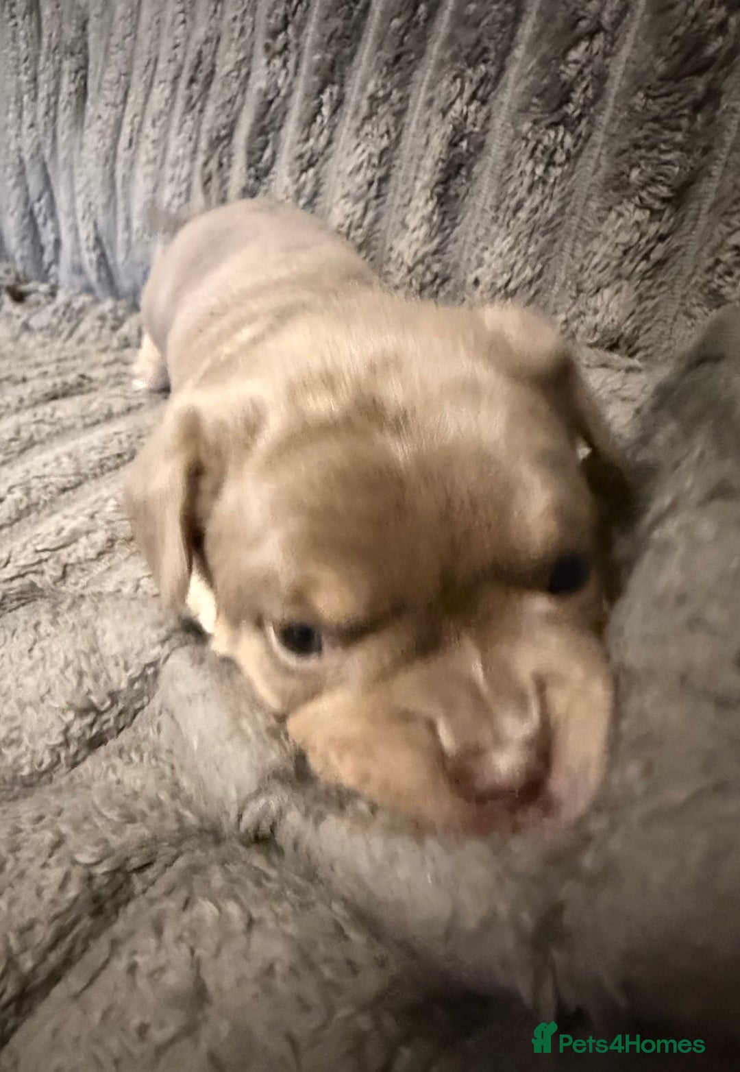 Mixed Breed dogs for sale: Frenchie cross puppy’s (80% frenchie) - Advert 17