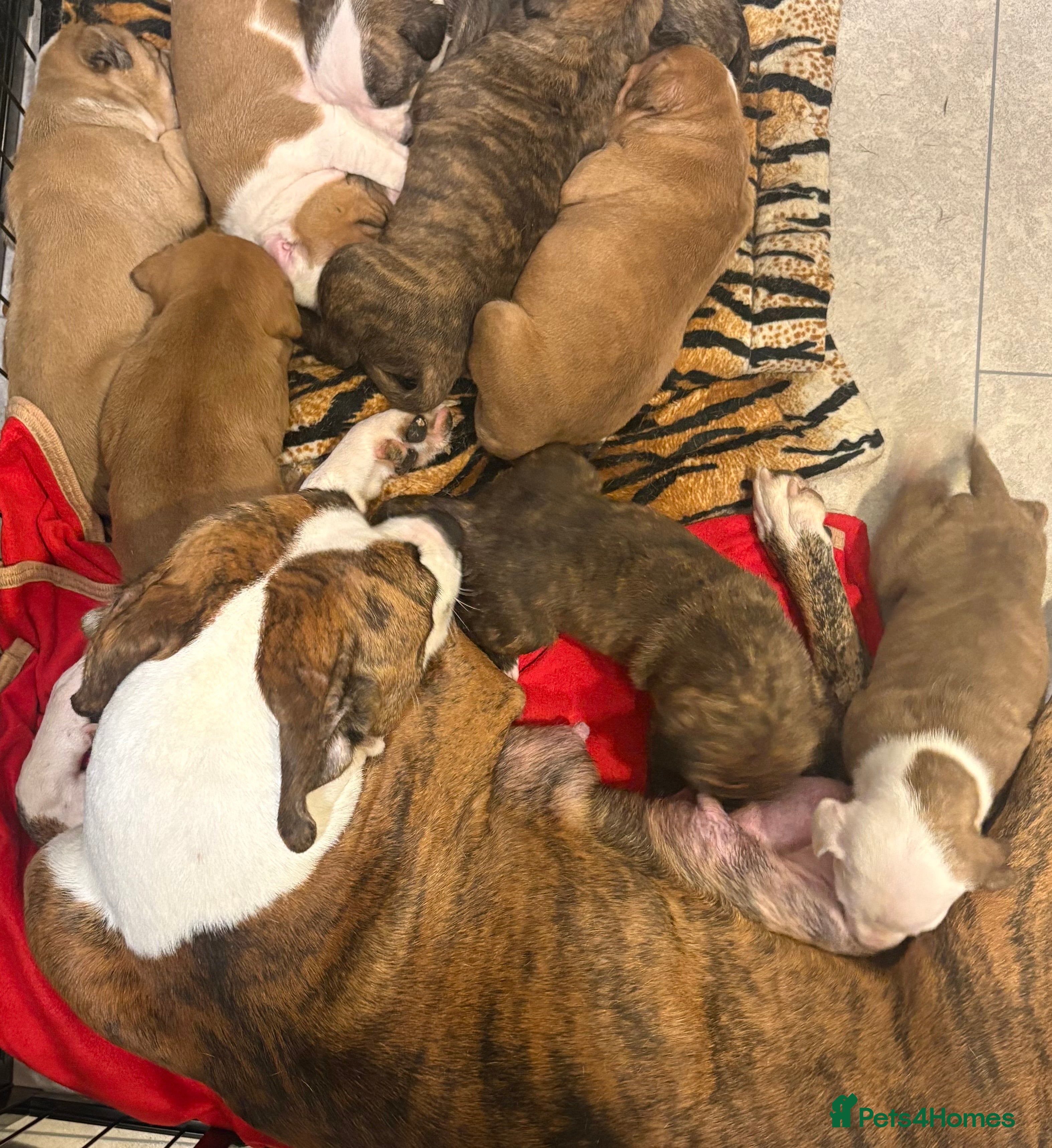 Staffordshire Bull Terrier dogs Stunning litter of staffies  - Advert 11