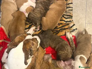 Staffordshire Bull Terrier dogs Stunning litter of staffies - Advert 11