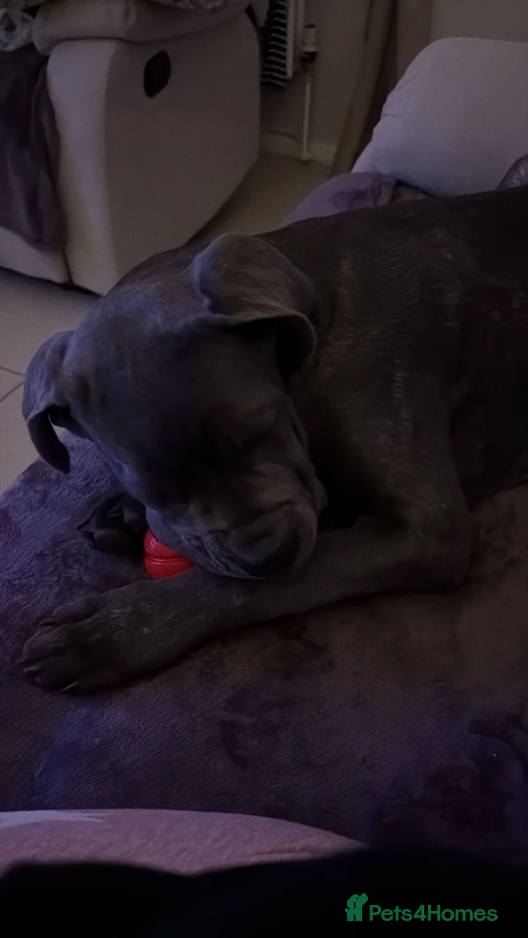 Cane Corso dogs for sale: Beautiful big girl - Advert 9