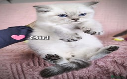 British Shorthair cats for sale: ❤️💙Last 2 Kittens ● TICA Reg ● BSH ●Colorpoints ✨ - Image 5