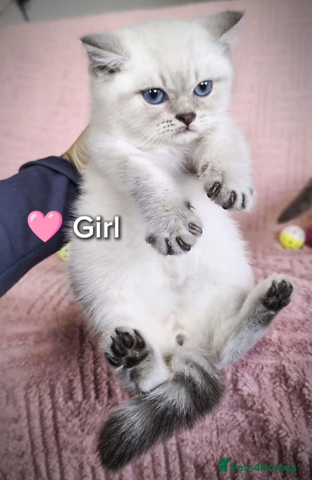 British Shorthair cats for sale: ❤️💙Last 2 Kittens ● TICA Reg ● BSH ●Colorpoints ✨ - Image 5
