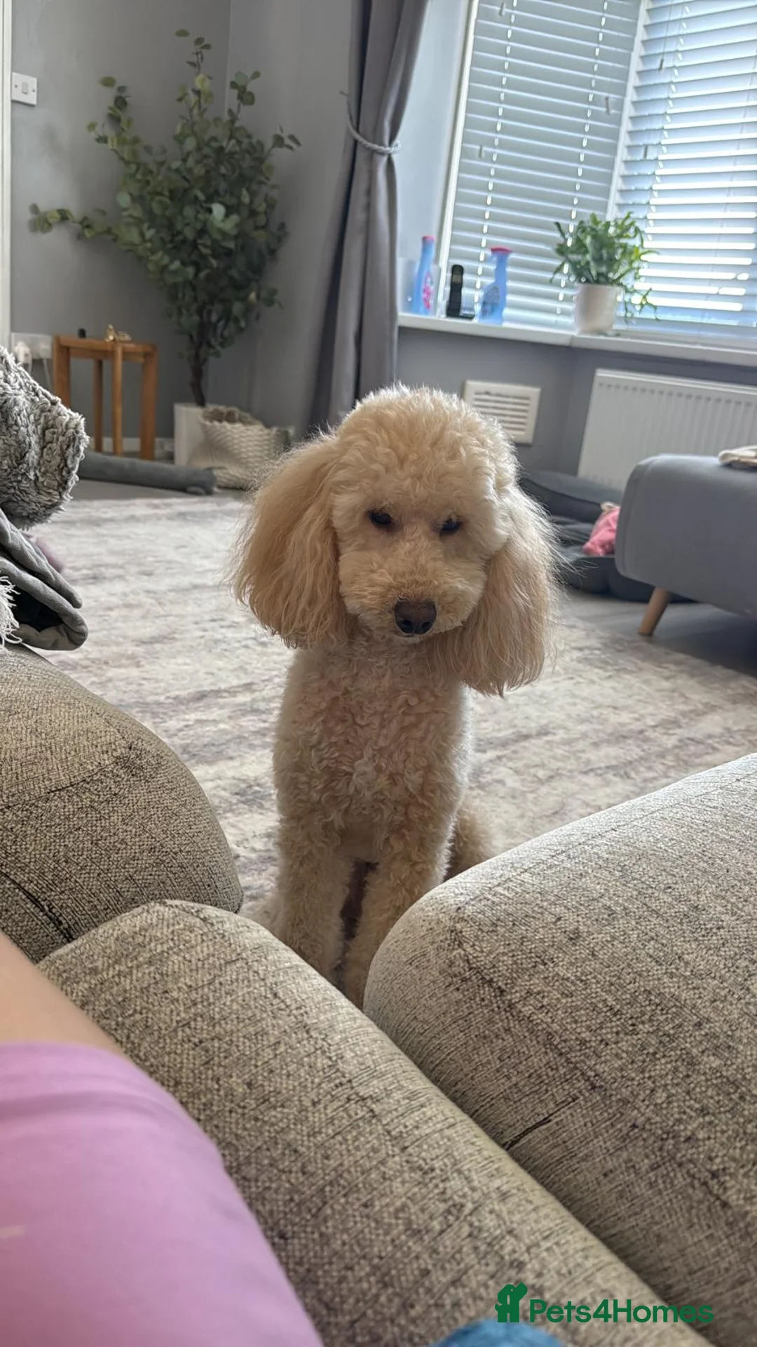 Mixed Breed dogs for sale: 2 poodles - Advert 1