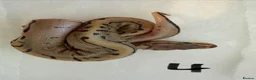 Python Snake reptiles for sale: Collection of Royals  - Advert 22