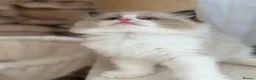 Ragdoll cats for sale: Pedigree show quality kitten Ragdolls 💝 - Advert 40