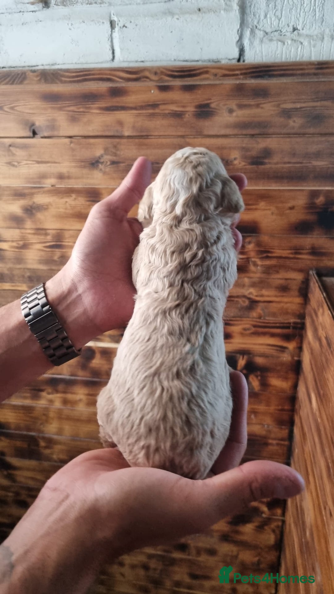 Mixed Breed dogs for sale: Moyen Poodles - Image 8
