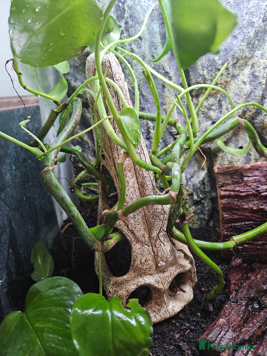 Gecko reptiles for sale: Crested Gecko + Vivarium Full set up  - Image 4