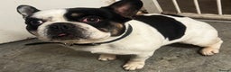 French Bulldog dogs for sale: Beautiful French bulldog  - Advert 3