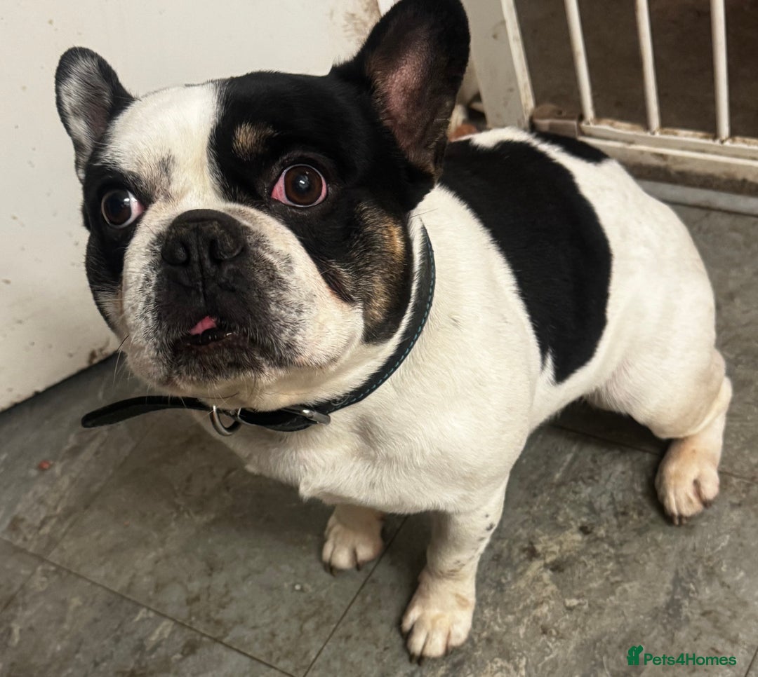French Bulldog dogs for sale: Beautiful French bulldog  - Advert 3