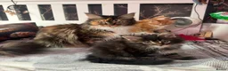 Maine Coon cats for sale: BEAUTIFUL MAINE COON KITTENS LOOKING FOR NEW HOME - Advert 40