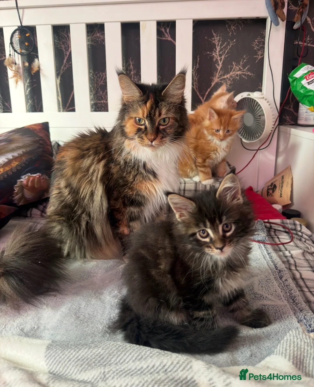 Maine Coon cats for sale: BEAUTIFUL MAINE COON KITTENS LOOKING FOR NEW HOME - Advert 40