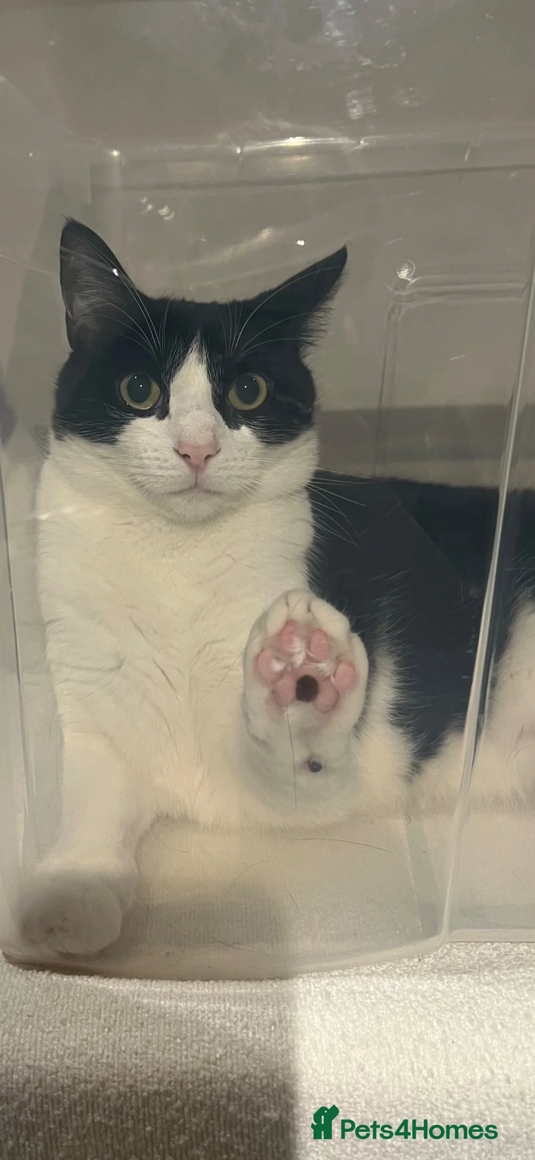 Mixed Breed cats for sale: Brother and sister rehoming  in Ashby-de-la-Zouch - Advert 2