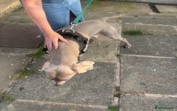 Weimaraner dogs for sale: Beautiful weimanaer bitch - Image 6