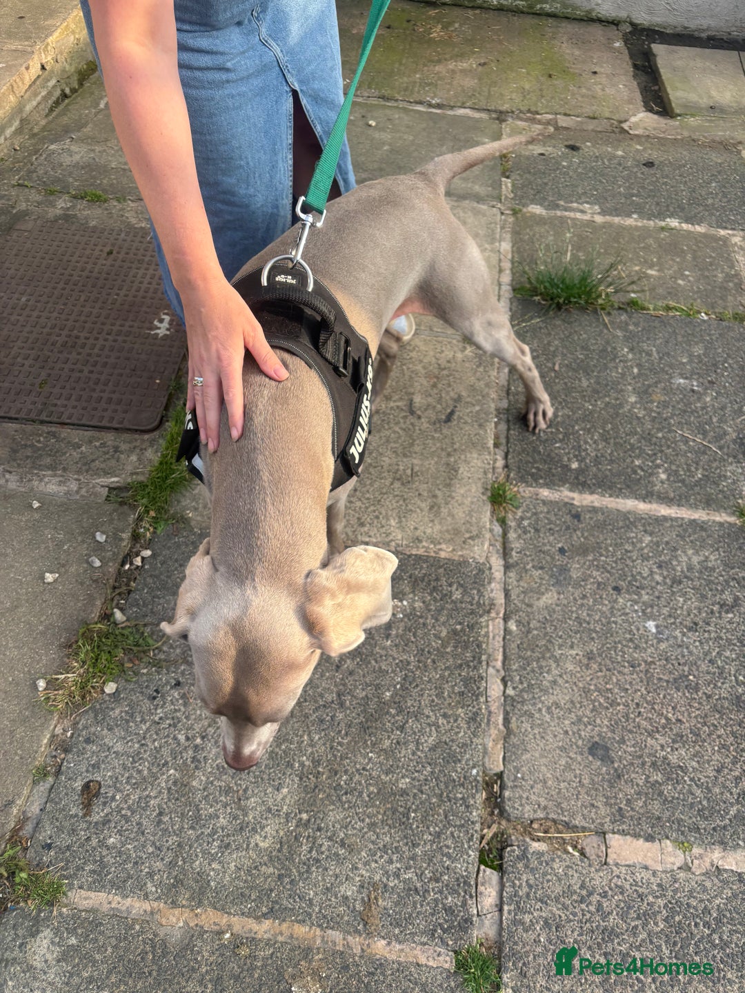 Weimaraner dogs for sale: Beautiful weimanaer bitch - Image 6