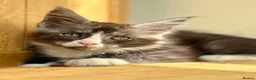 Maine Coon cats for sale: Beautiful Maine Coon kittens - Advert 8
