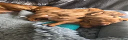 Hungarian Vizsla dogs for sale: Hungarian Vizsla Puppies – Rich Geltwood Heritage - Advert 19