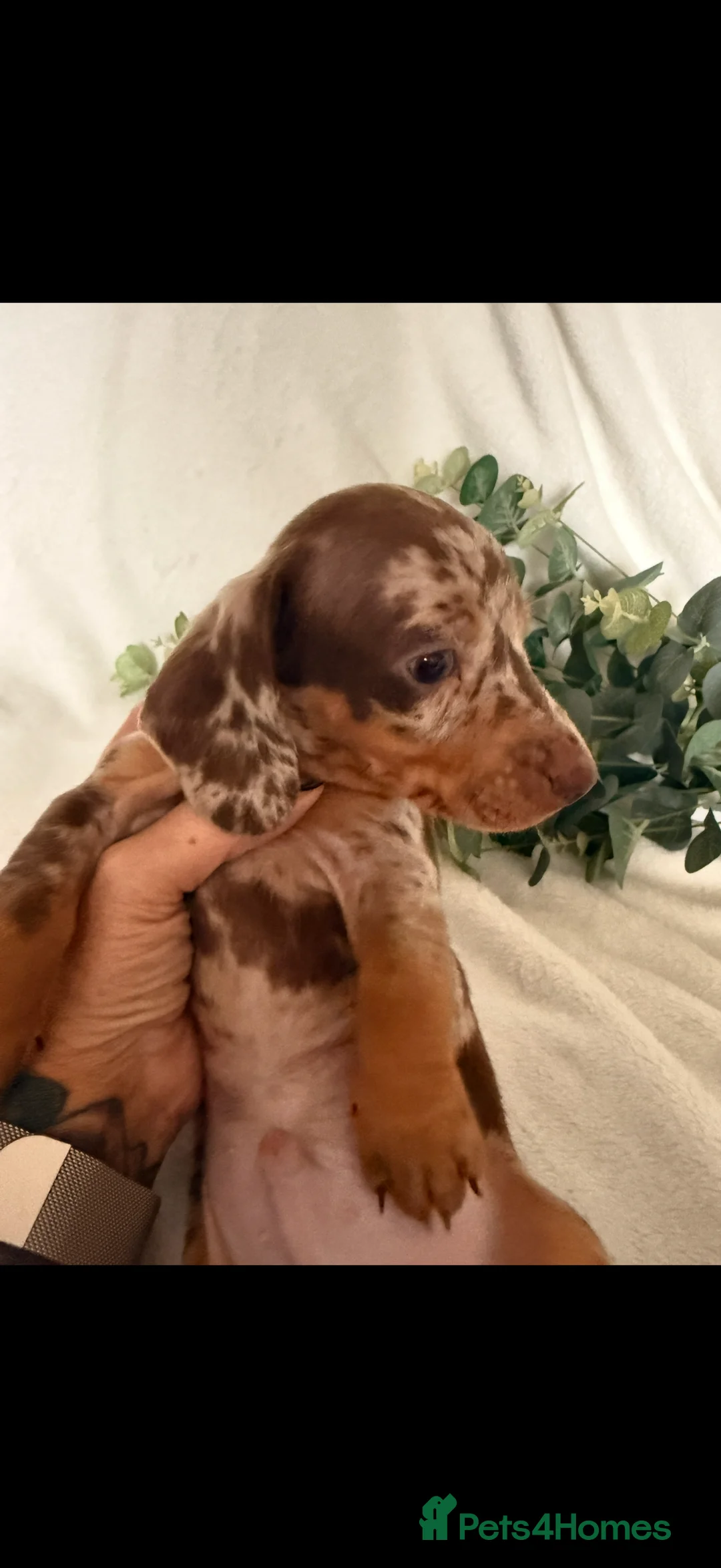 Dachshund dogs for sale: Beautiful miniature dachshunds dapple & Isabella  - Advert 3