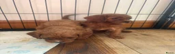 Cavapoo dogs for sale: Specialist Health tested Cavapoo  in Petworth - Advert 36