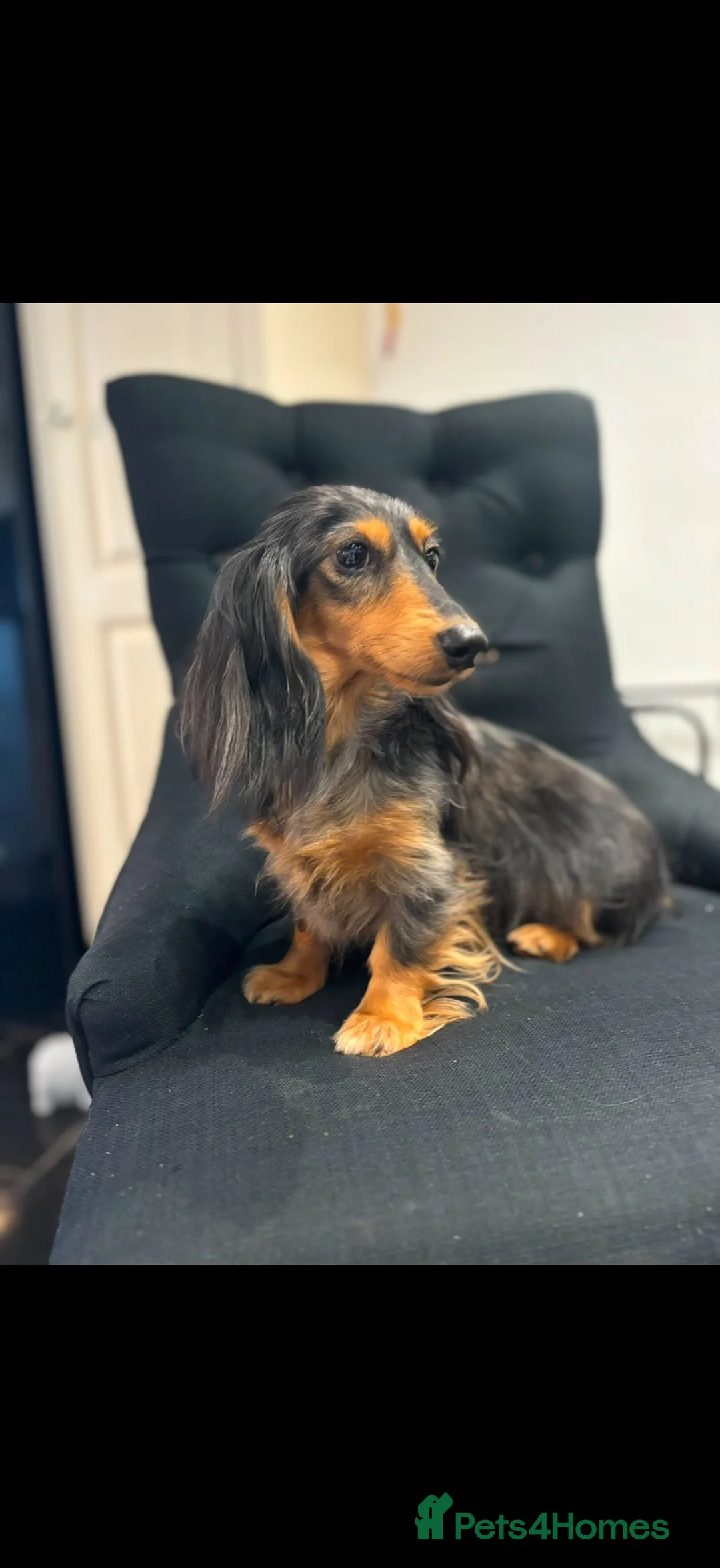 Miniature Dachshund dogs for sale: Tiny dachshunds babies ready now!  - Advert 15