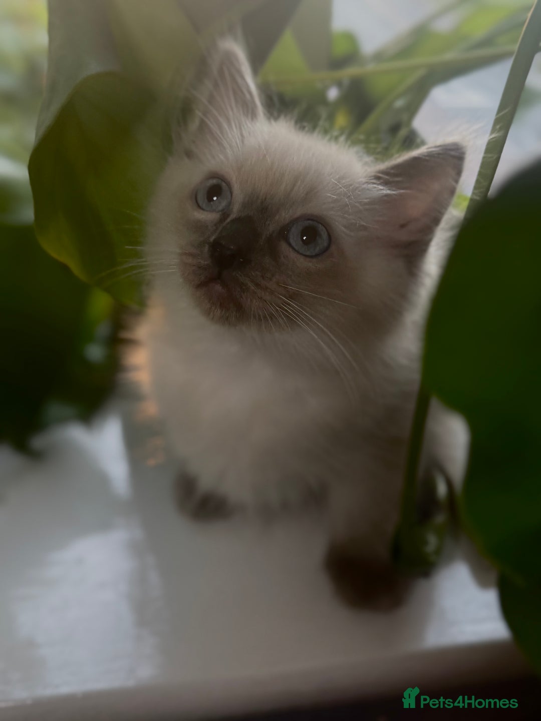 Ragdoll cats for sale: ⭐️BLUEPOINT RAGDOLL KITTEN ⭐️ - Image 2