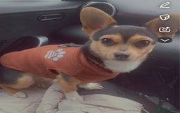 Chihuahua dogs for stud: Dog for stud  - Image 1