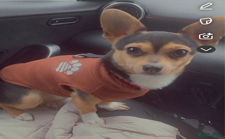Chihuahua dogs - Advert 1