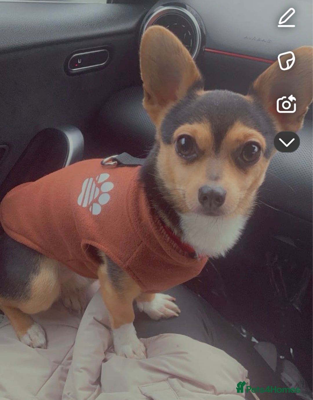 Chihuahua dogs for stud: Dog for stud  - Image 1