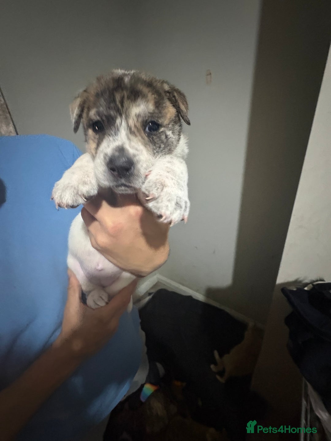 Mixed Breed dogs for sale: american akita  - Advert 32