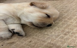 Labrador Retriever dogs for sale: Show Chunky Black & Yellow Labradors  - Advert 8