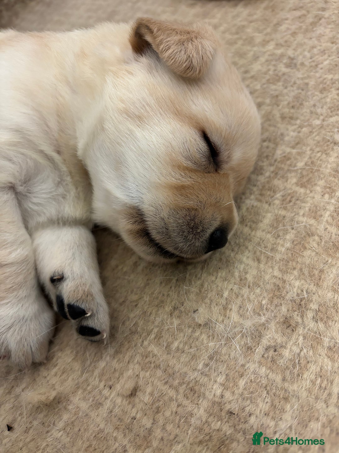 Labrador Retriever dogs for sale: Show Chunky Black & Yellow Labradors  - Advert 8