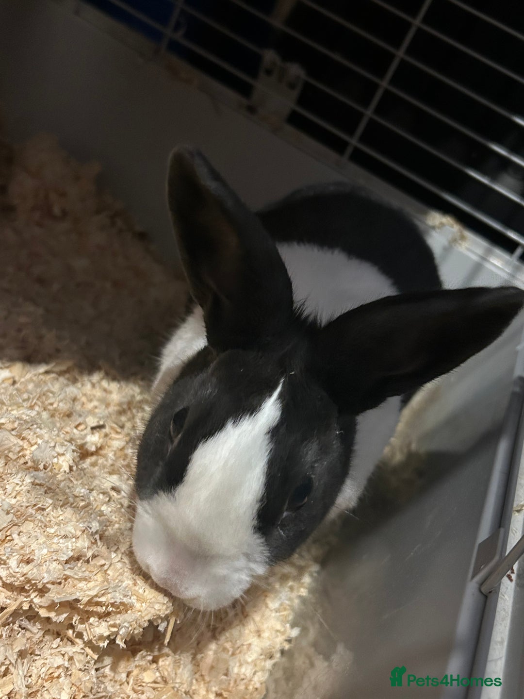 Dutch rabbits for sale: Lovely Dutch rabbit - Advert 4