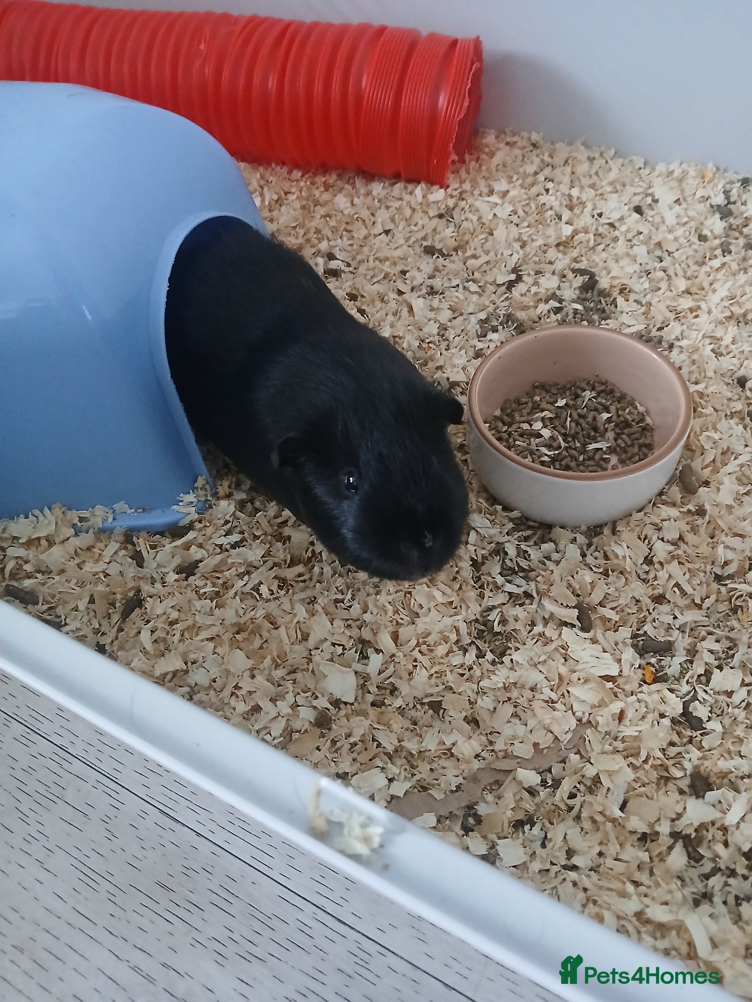 Guinea Pig rodents Male guinea pig - Advert 5