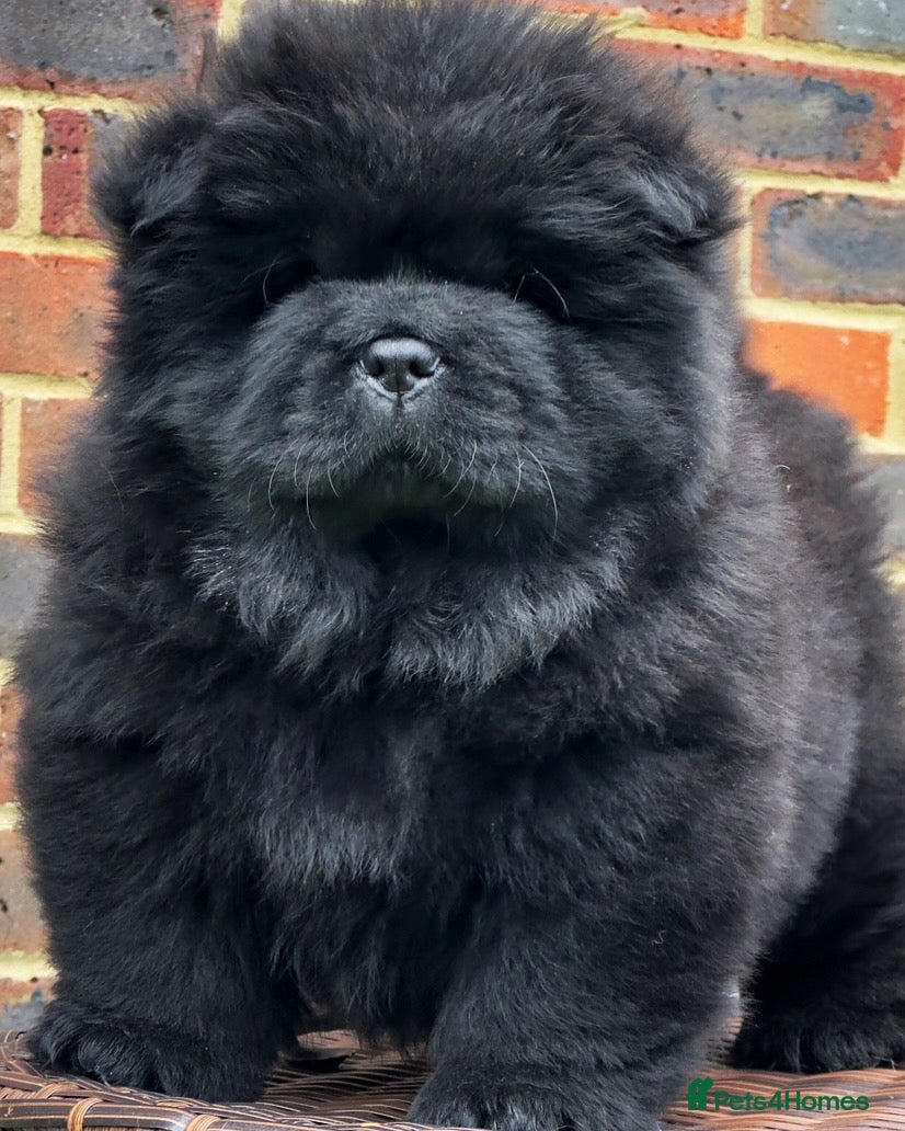 Chow Chow dogs 🧸Beautiful chow chow puppies 🧸 - Advert 2