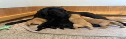 Labrador Retriever dogs for sale: KC Pedigree Labradors for sale  - Advert 23