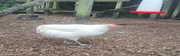 Chickens poultry for sale: 2 beautiful chooks laying well - Advert 3