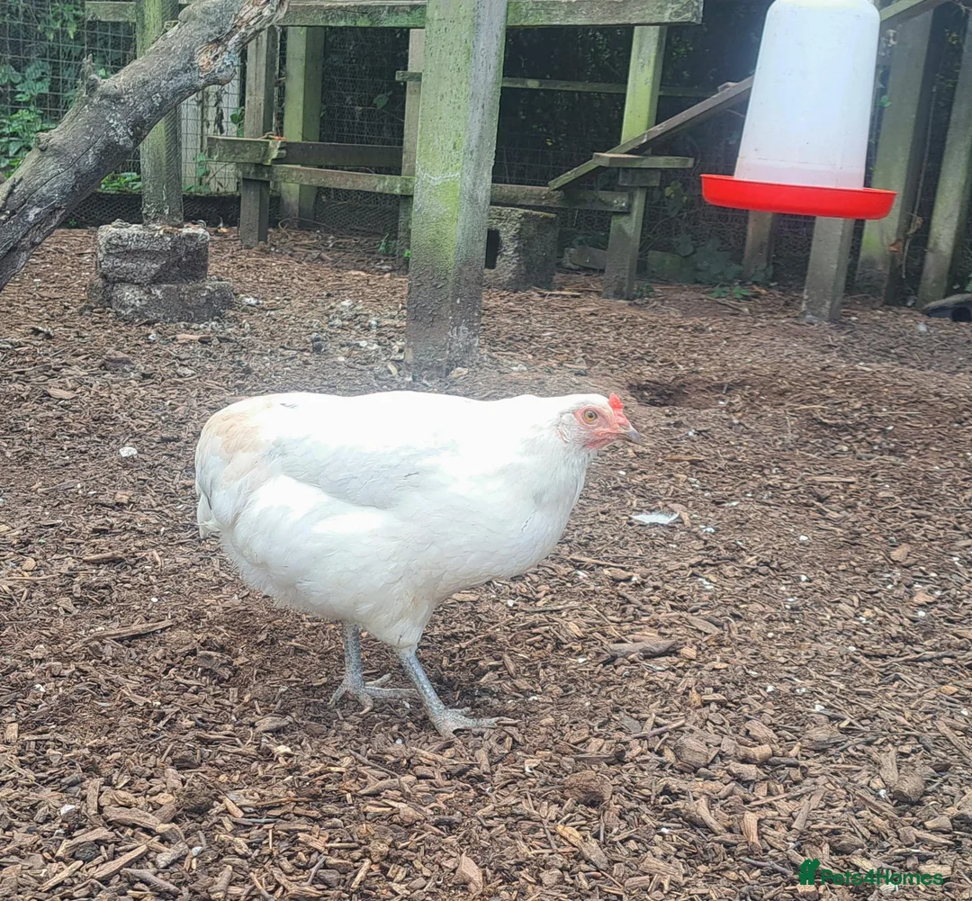 Chickens poultry for sale: 2 beautiful chooks laying well - Advert 3