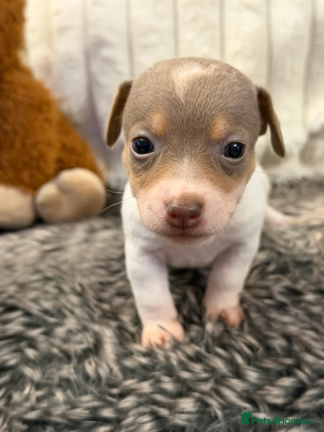 Jack Russell dogs for sale: DONJACKS - fully health tested miniature puppies  - Advert 20