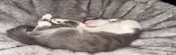 Mixed Breed cats for sale: Adorable Siamese cross Domestic Shorthair kittens  - Advert 9
