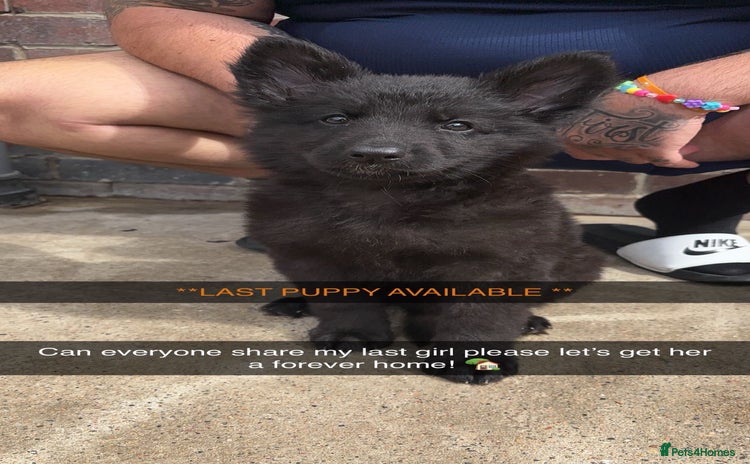 German Shepherd dogs - Advert 1