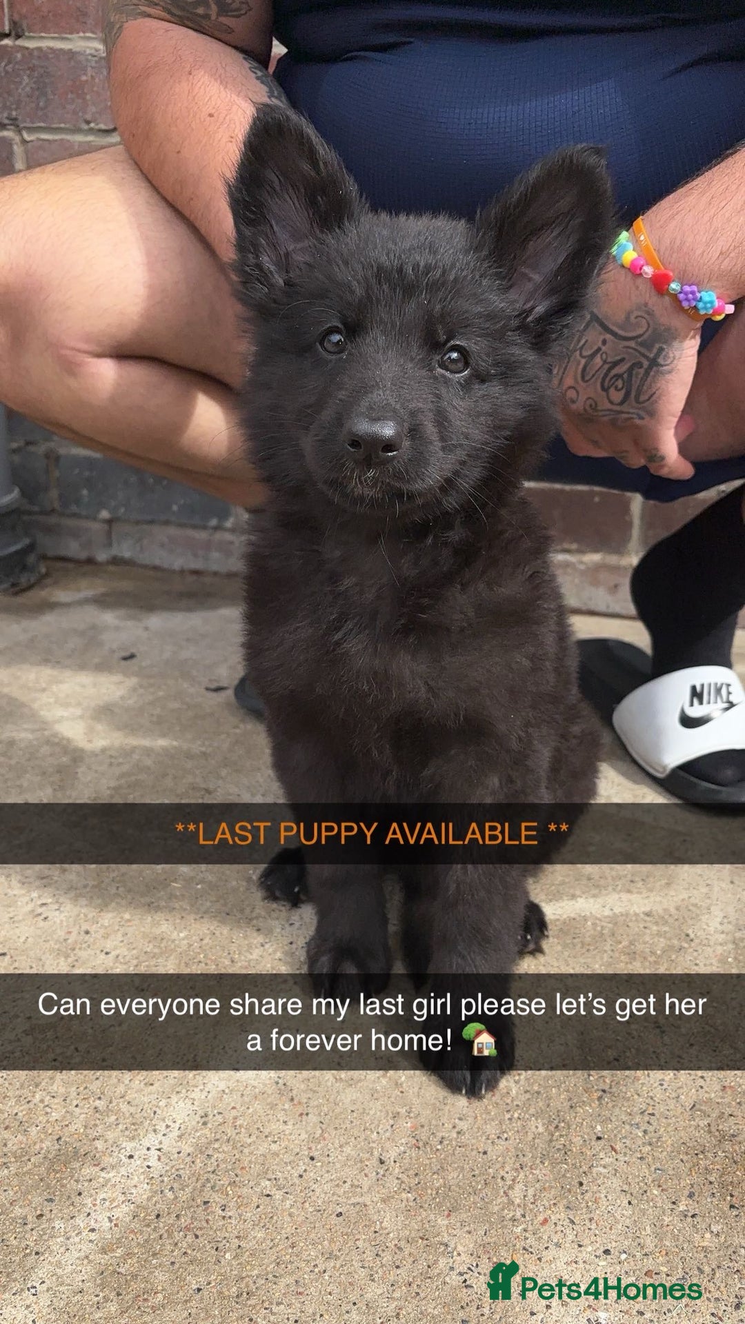 German Shepherd dogs for sale: German shepherd puppies  - Image 1