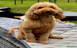 Cockapoo dogs for adoption: CoCo’s Story – Freedom After a Life of Cruelty - Image 6