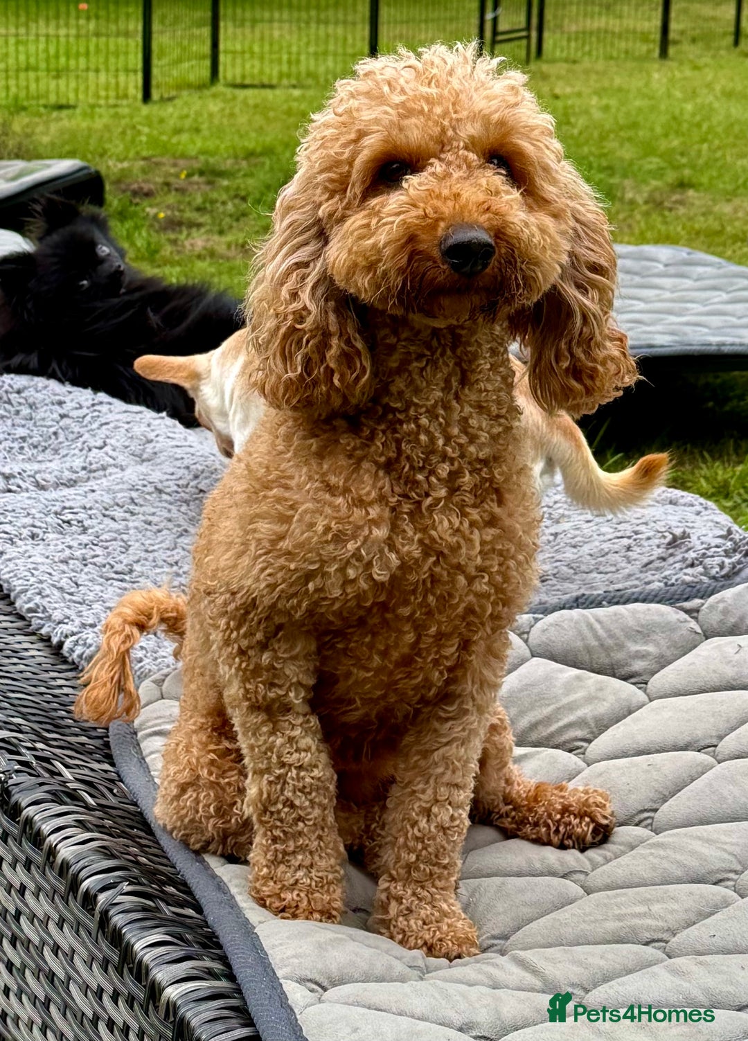 Cockapoo dogs for adoption: CoCo’s Story – Freedom After a Life of Cruelty - Image 6