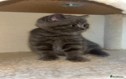 British Shorthair cats for sale: Beautiful BSH Kittens - Ready to leave ASAP - Image 6