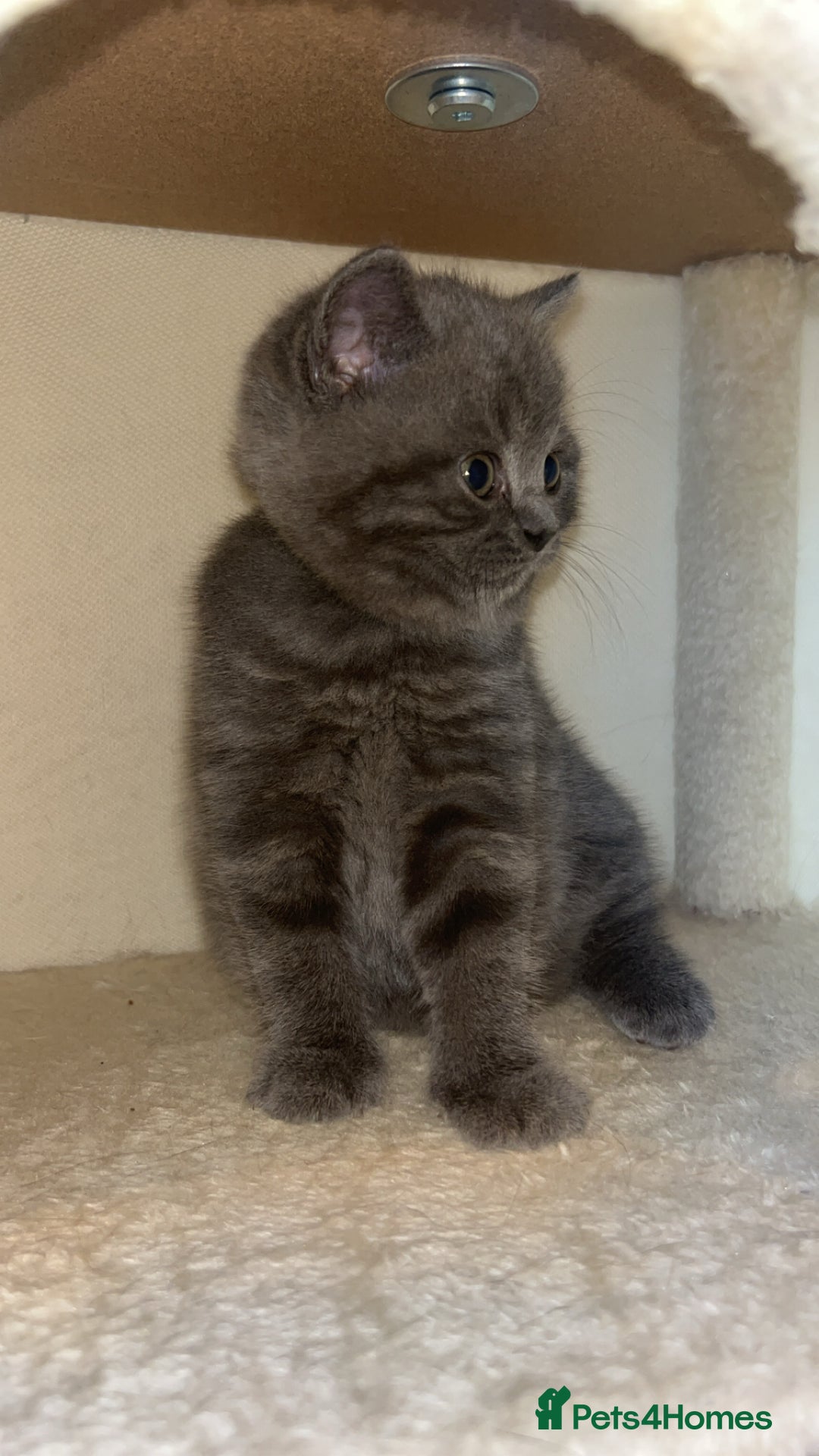 British Shorthair cats for sale: Beautiful BSH Kittens - Ready to leave ASAP - Image 6