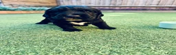 Cocker Spaniel dogs for sale: Working cocker spaniels for sale  - Advert 8