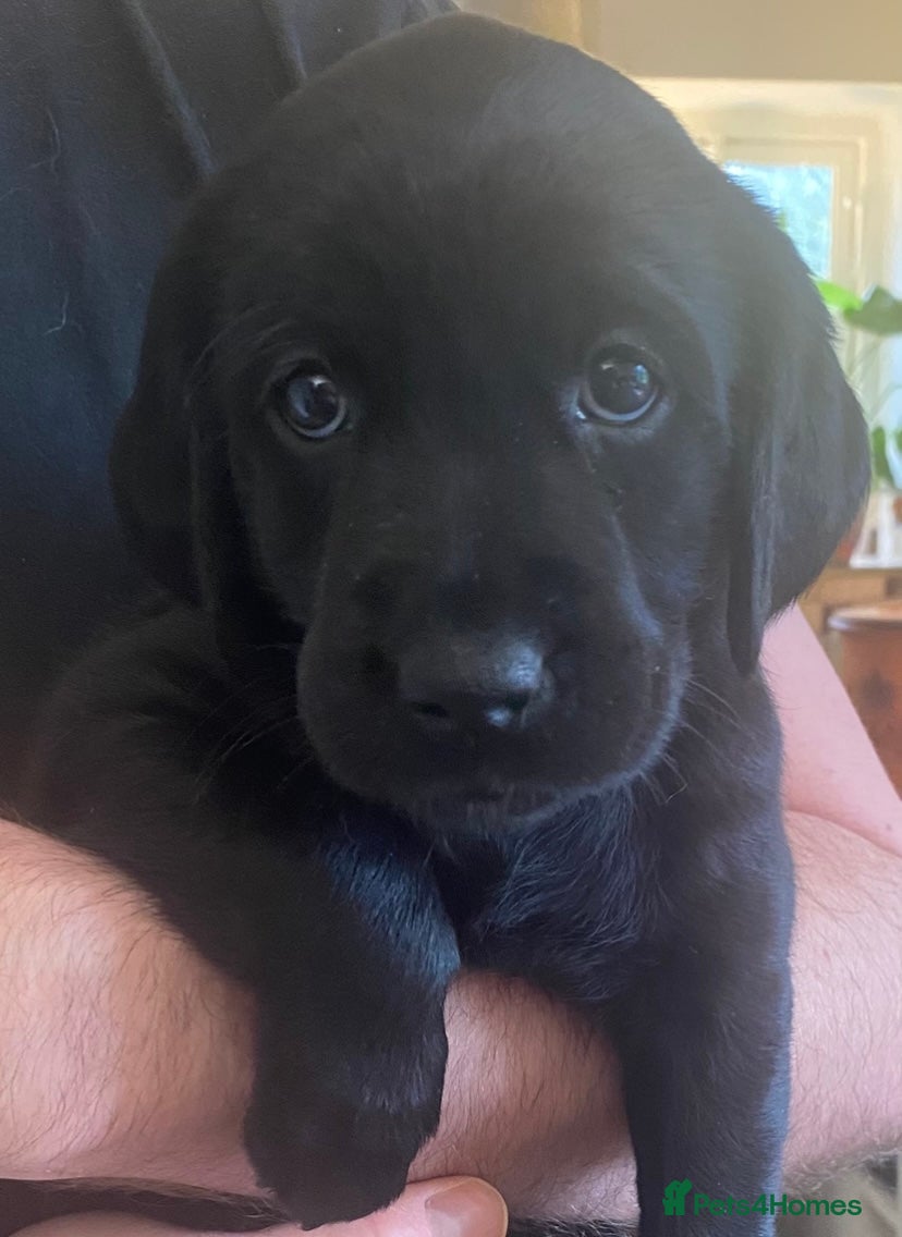 Goldador dogs Ready 26 Feb 🐾 1 Left! Black Girl Lab x Retriever - Advert 12