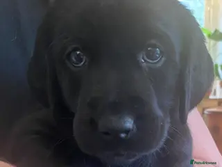 Goldador dogs Ready 26 Feb 🐾 1 Left! Black Girl Lab x Retriever - Advert 12