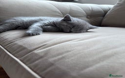 British Shorthair cats for sale: 🌟 Adorable British Shorthair Kittens – Ready! 🌟 - Image 10