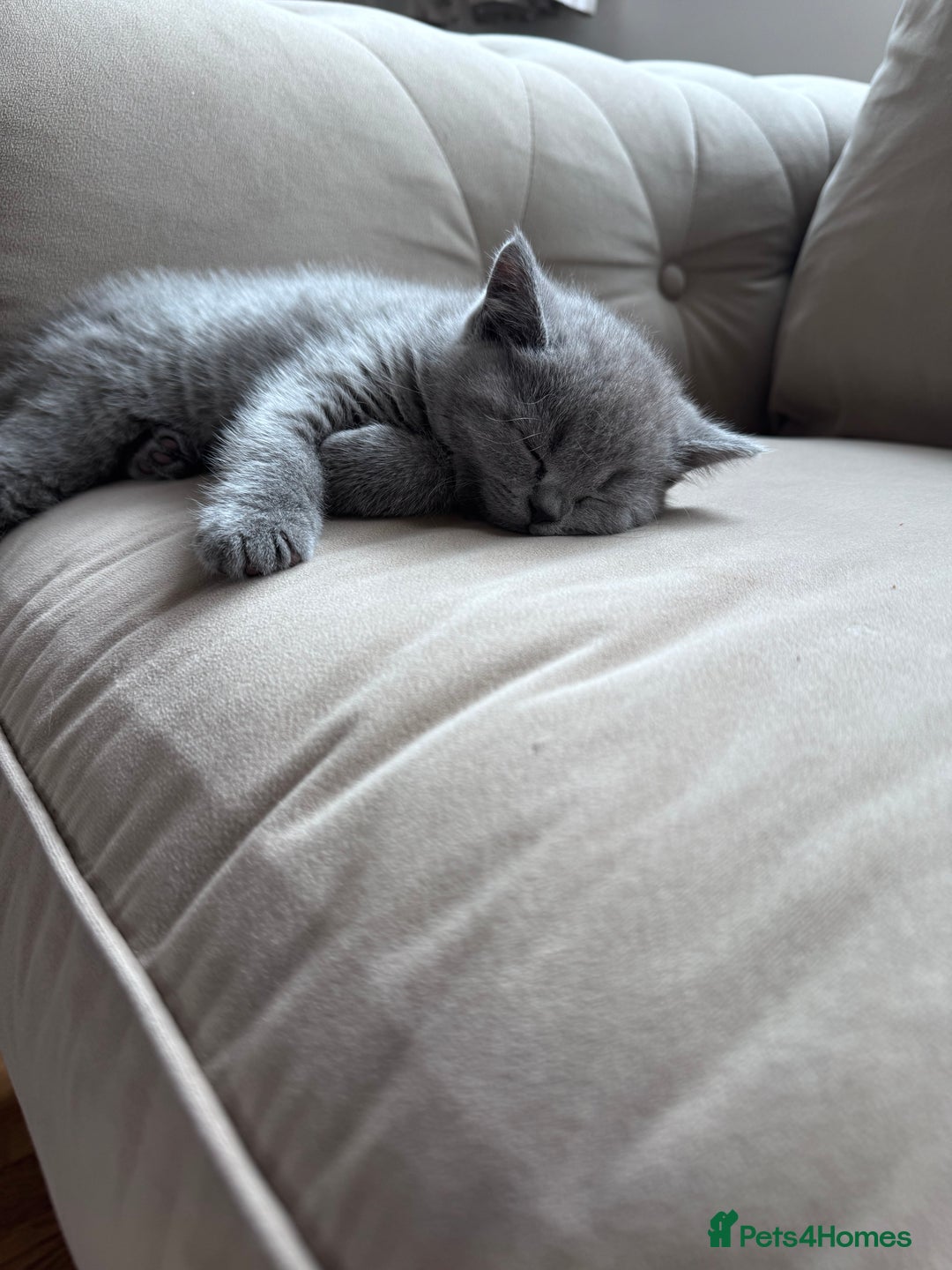 British Shorthair cats for sale: 🌟 Adorable British Shorthair Kittens – Ready! 🌟 - Image 10