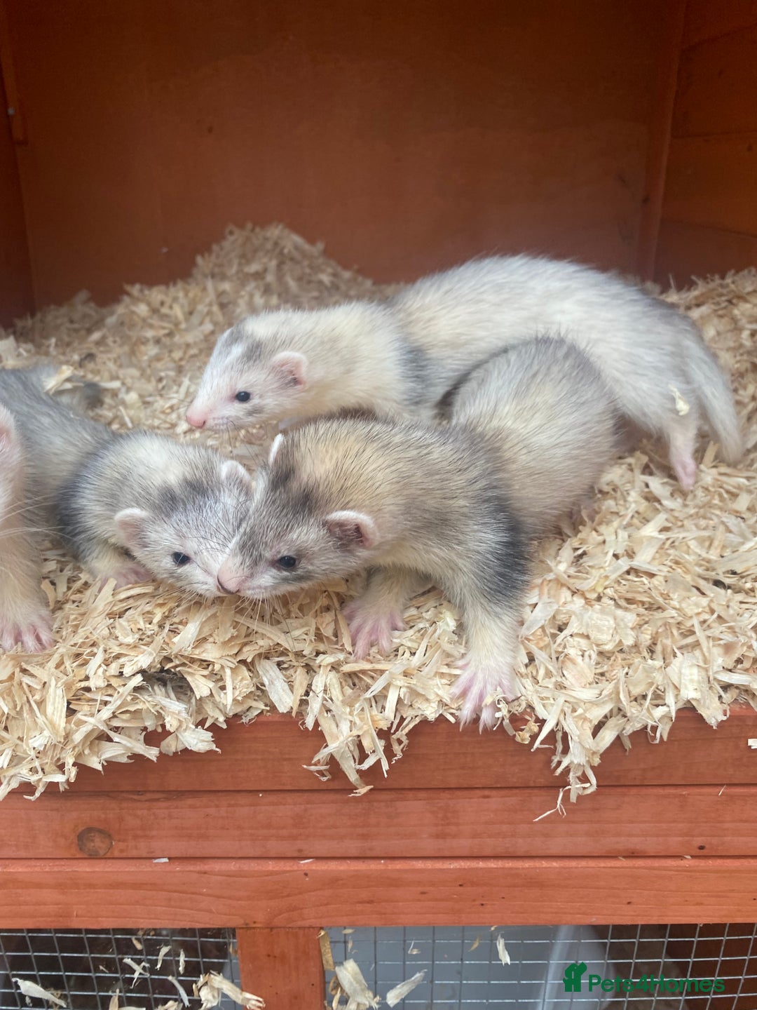Ferret rodents for sale: Mirco kitts  in Redditch - Image 6